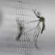 Dengue Outbreak Declares Health Emergency In Puerto Rico