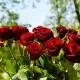 Floryvulyura 24H: Bringing Convenience And Elegance Together