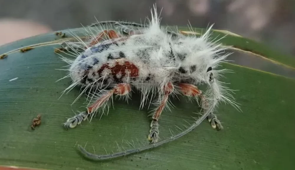 New Species of Punk Beetle Discovered in Australia's Wild