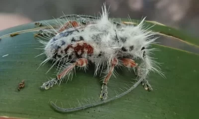 New Species of Punk Beetle Discovered in Australia's Wild