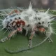New Species of Punk Beetle Discovered in Australia's Wild