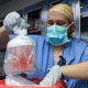 Pigs Kidney Transplant