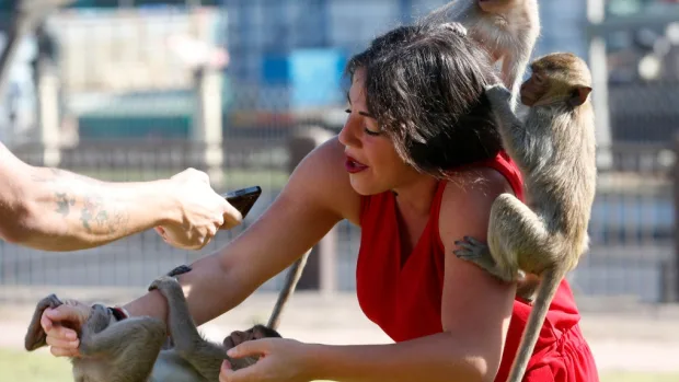 Monkey Attacks LopBuri