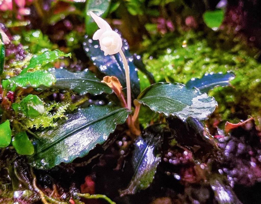 Bucephalandra