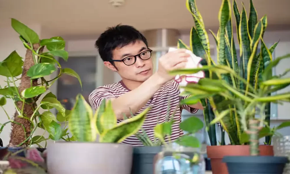 Enhancing Focus and Creativity: The Science Behind Plants in the Office