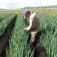 Japan's Labour Shortage Can Artificial Intelligence (AI) Fill the Gap