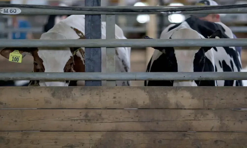 Texans Spread Bird Flu From Cow To Cow And Human To Human