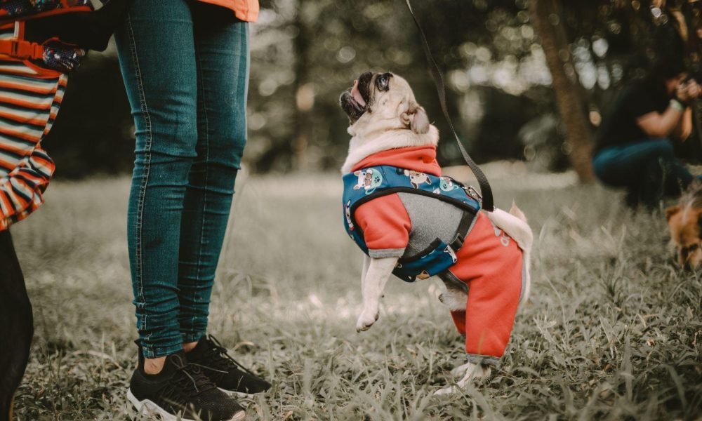 How to Dress Your Pup Elegantly?