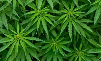 Study Reveals Cannabis Use Linked to Epigenetic Changes in Human Body