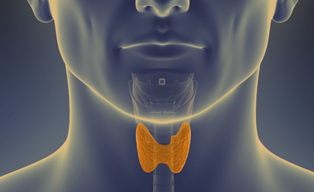 Thyroxine and Hypothyroidism