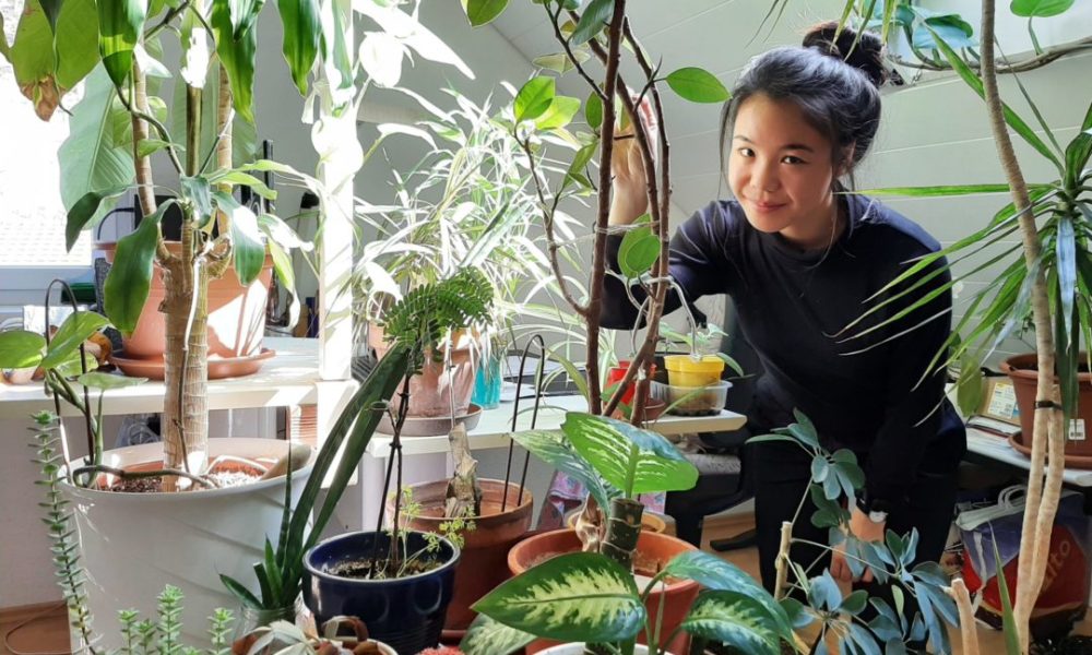 indoor plants