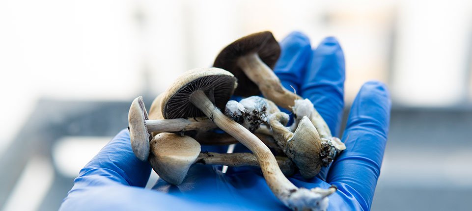 Psilocybin mushrooms