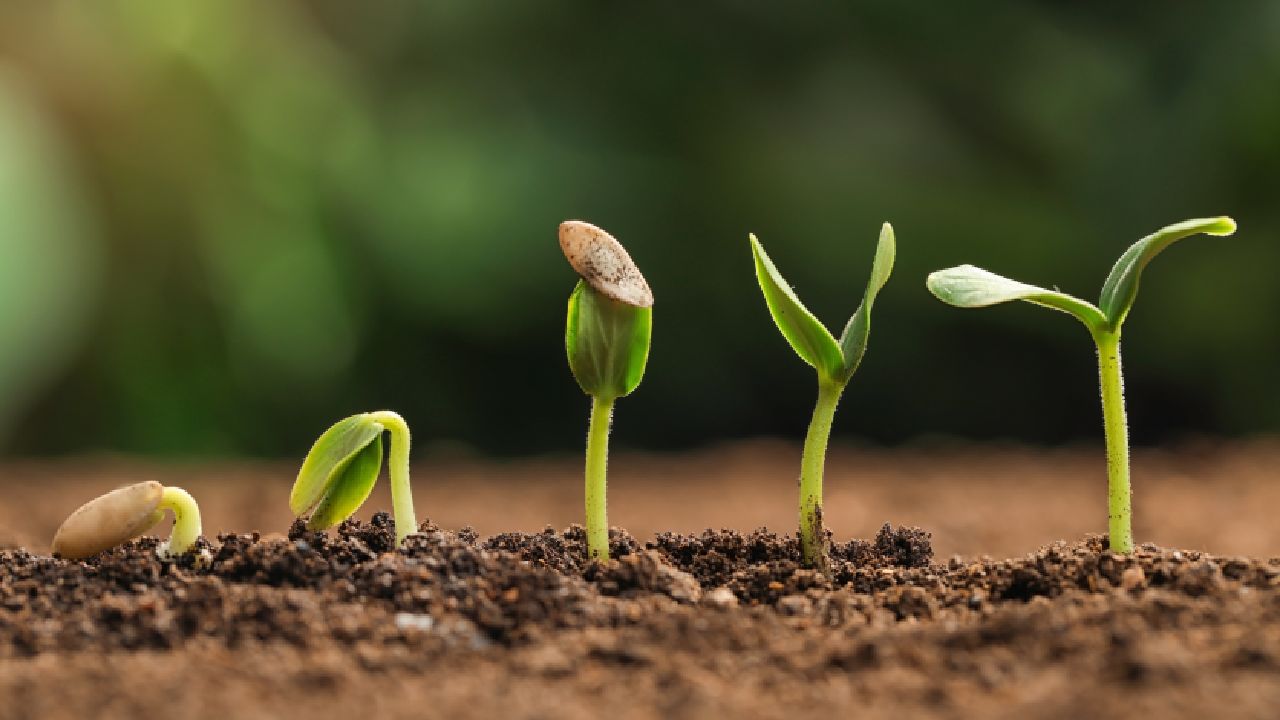 seed germination