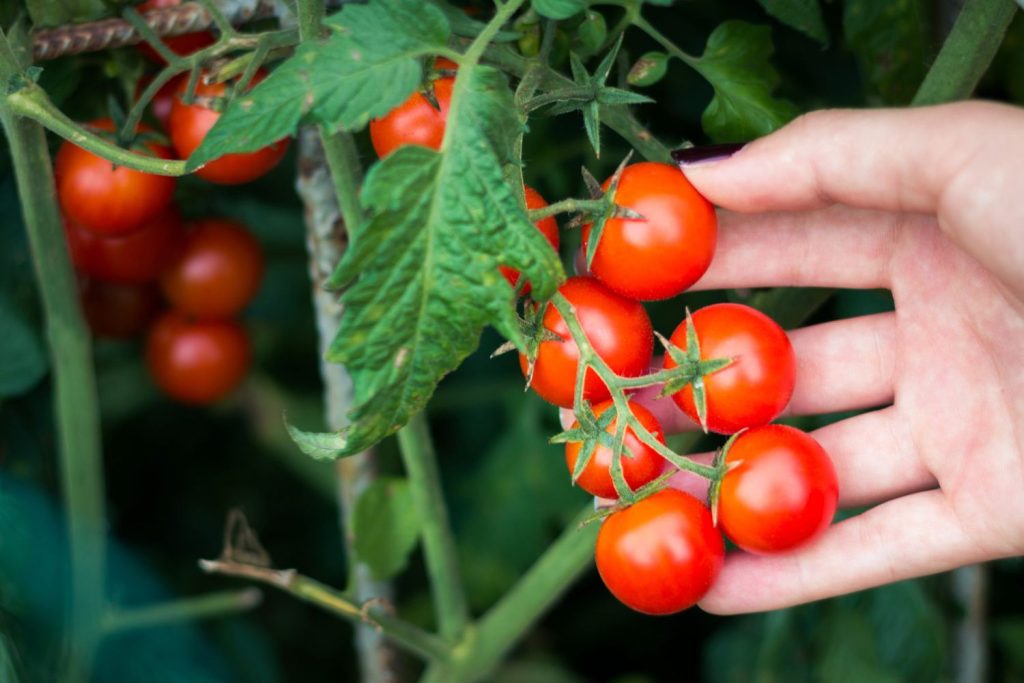 Growing Tomatoes