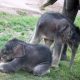 Twin Elephants