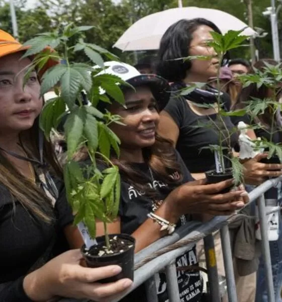 Thai Cannabis Network Protests Reclassification Outside Government House