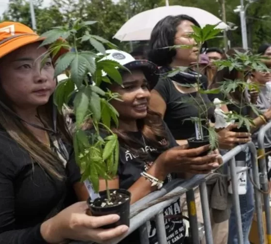Thai Govt Faces Critics Over Plan to Reclassify Cannabis as Narcotic