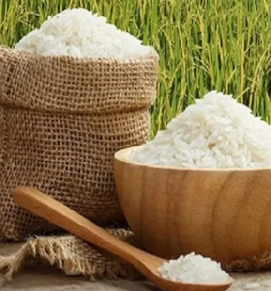 Thailand Secures Export of Over 130,000 Metric Tons of Rice to the Philippines Valued at 2.8 Billion Baht